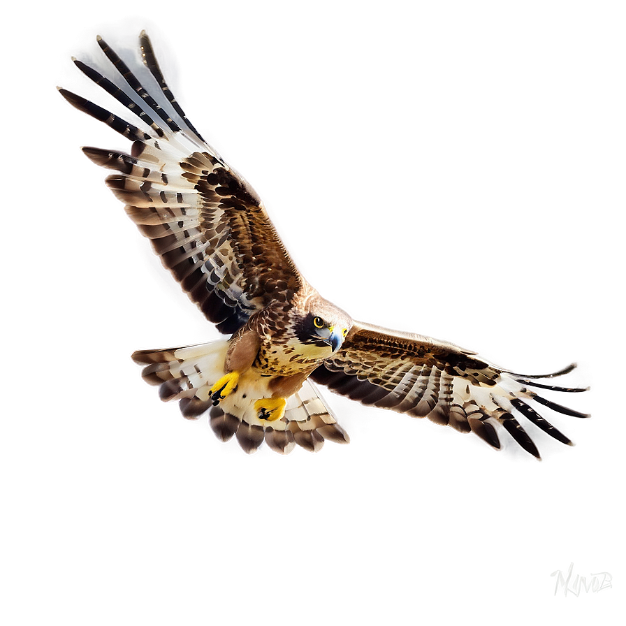 Soaring Hawk Png Pbk PNG image