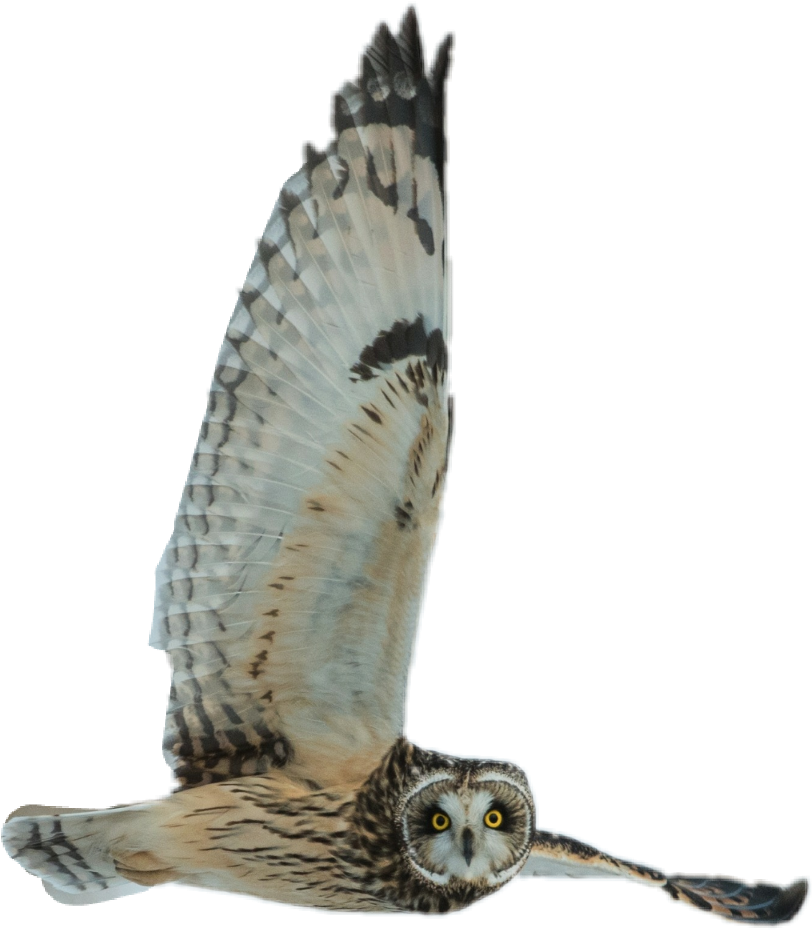 Soaring Owlin Flight PNG image