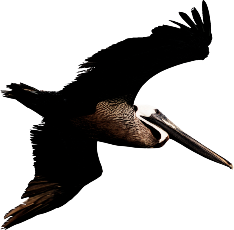 Soaring Pelican Silhouette PNG image