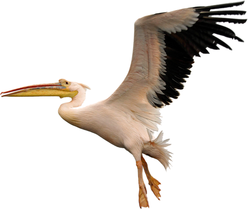 Soaring Pelican Transparent Background PNG image