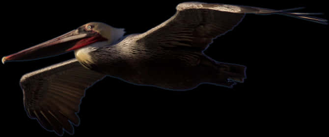 Soaring Pelicanin Darkness PNG image