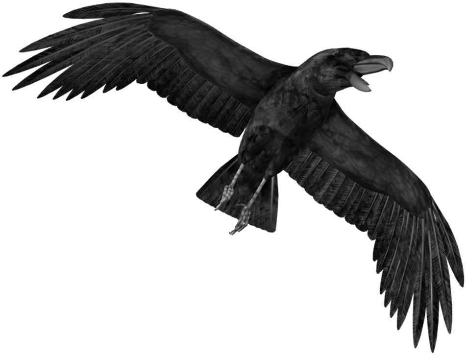 Soaring_ Raven_ Silhouette PNG image