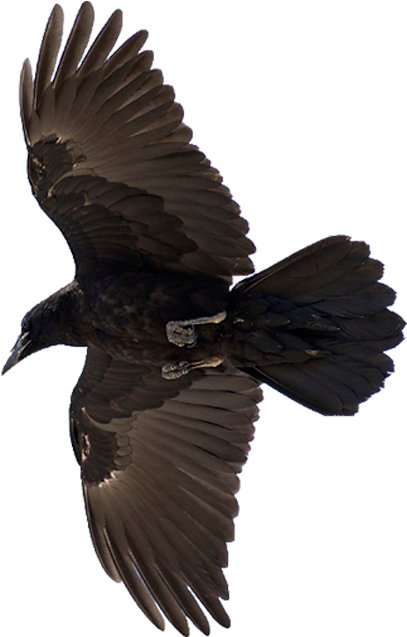 Soaring Ravenin Flight PNG image