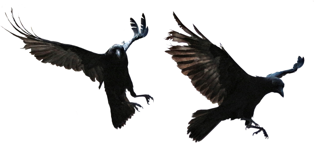 Soaring Ravensin Flight PNG image