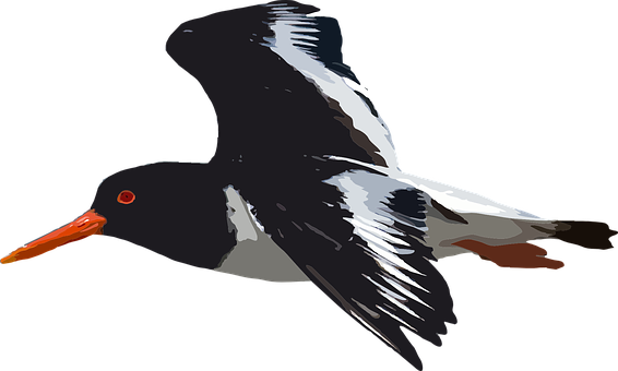 Soaring Seabird Illustration PNG image