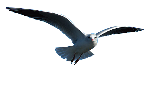 Soaring Seagull Black Background.jpg PNG image