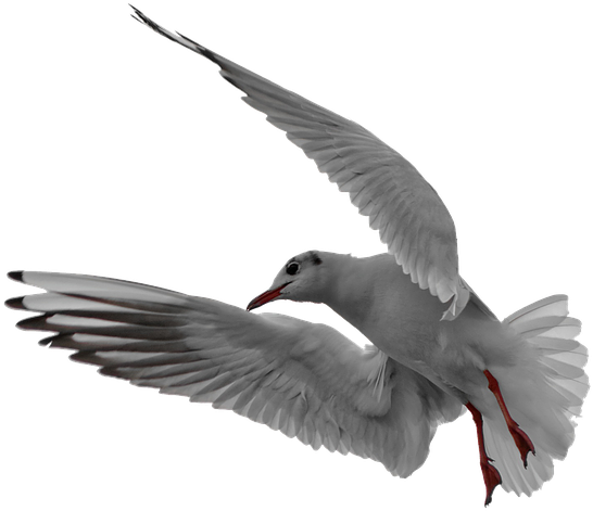 Soaring Seagull Graceful Flight.png PNG image