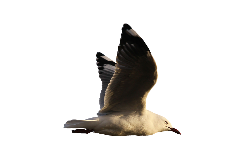 Soaring Seagull Graceful Flight.png PNG image