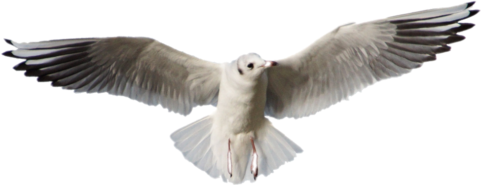 Soaring Seagull Spread Wings PNG image