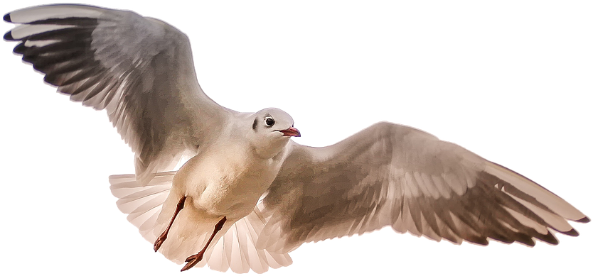 Soaring Seagull Transparent Background PNG image