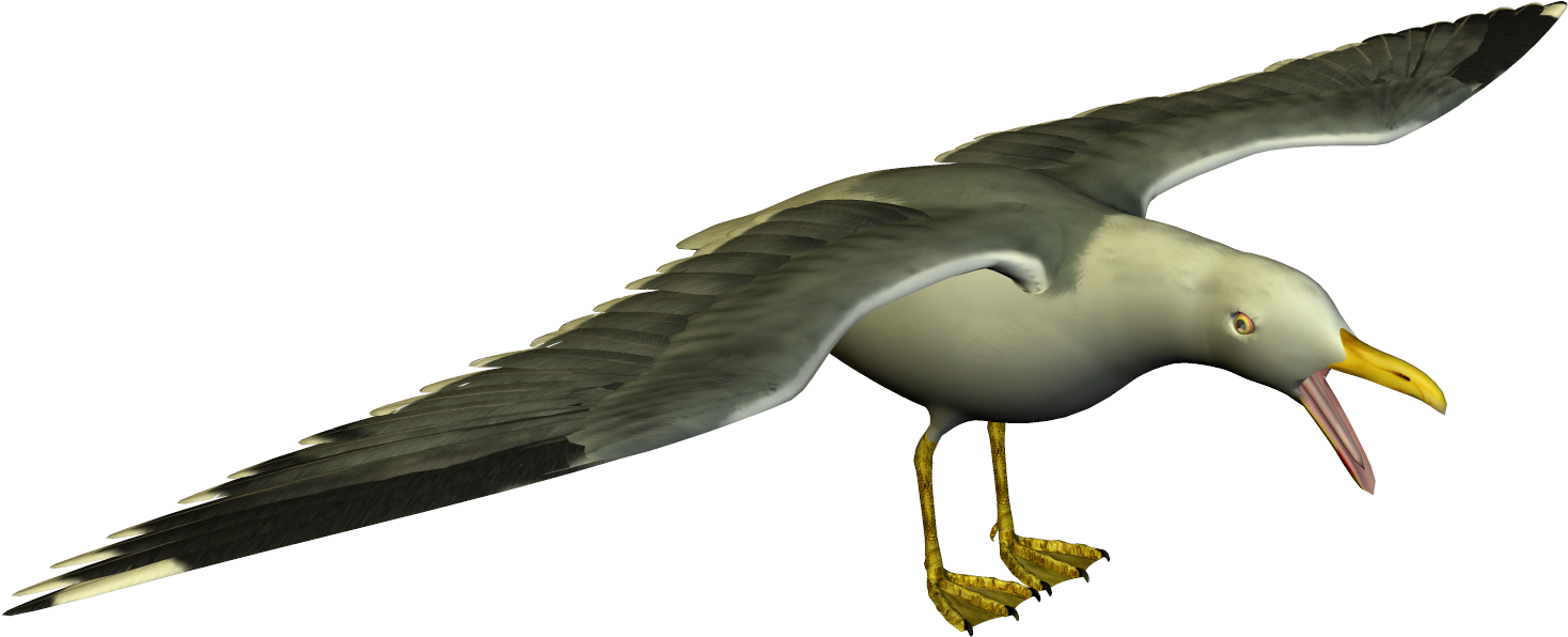 Soaring Seagull3 D Model PNG image