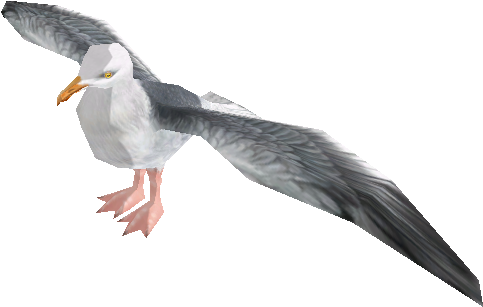 Soaring Seagullin Flight PNG image