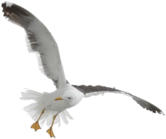 Soaring Seagullin Flight PNG image