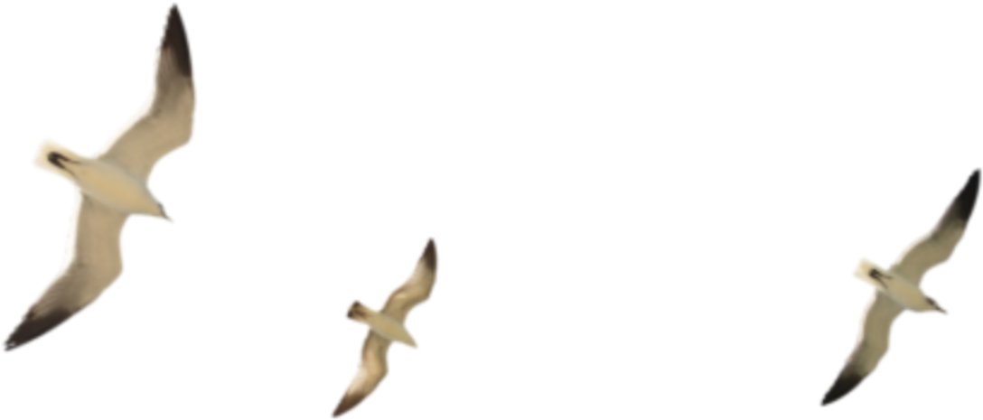 Soaring Seagulls Flight Formation PNG image