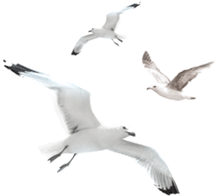 Soaring_ Seagulls_ Trio PNG image