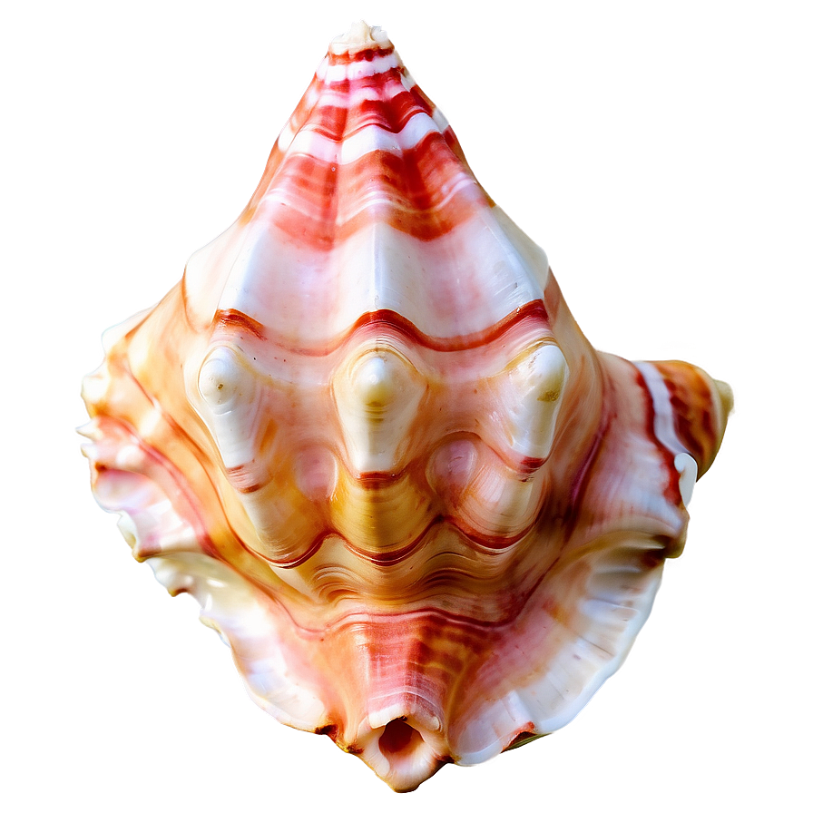 Soft Colored Conch Shell Png 06132024 PNG image