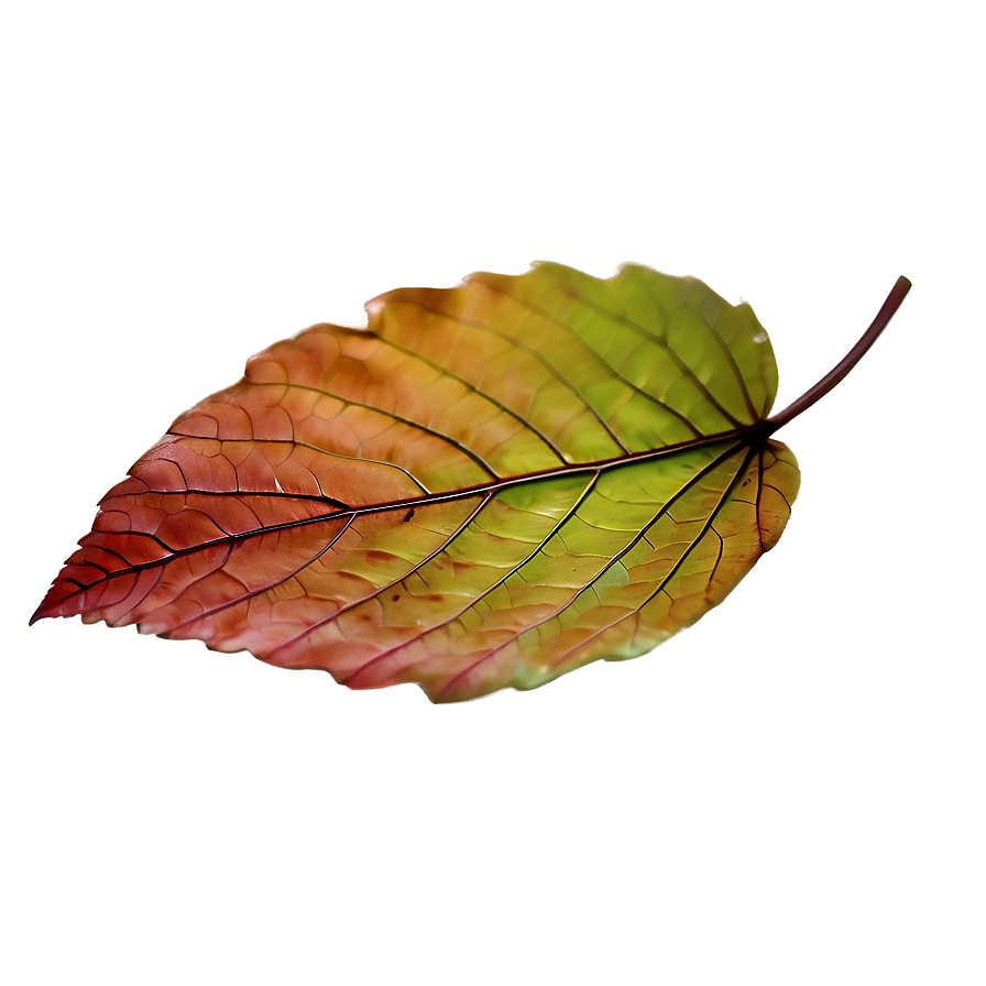 Soft Edge Fall Leaf Png Pwx PNG image