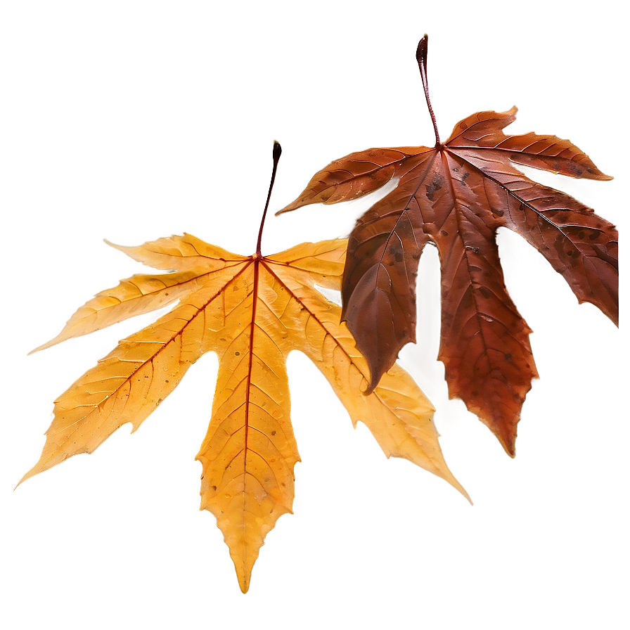 Soft Focus Fallen Leaves Png 06292024 PNG image