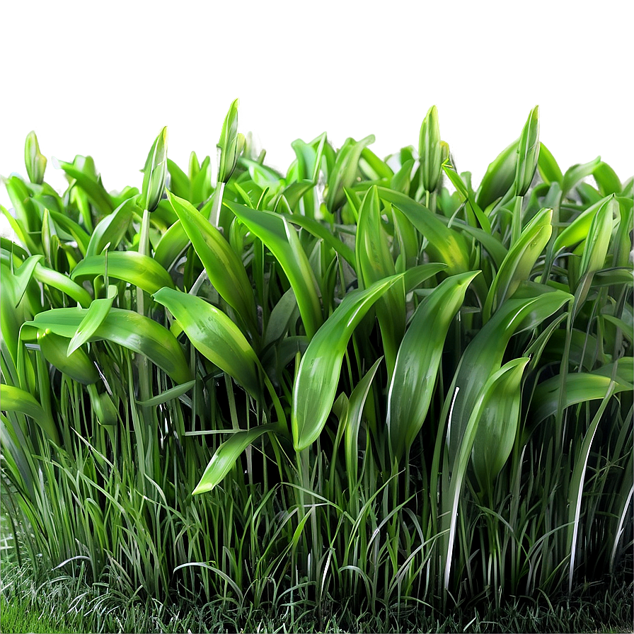 Soft Green Grass Texture Png Utv15 PNG image