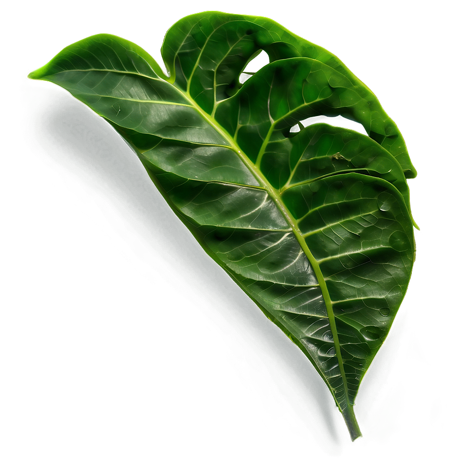 Soft Green Leaves Png 22 PNG image