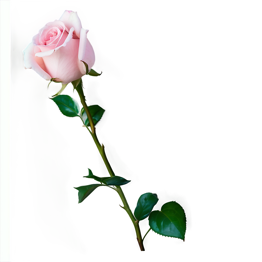 Soft Pink Rose Png 14 PNG image