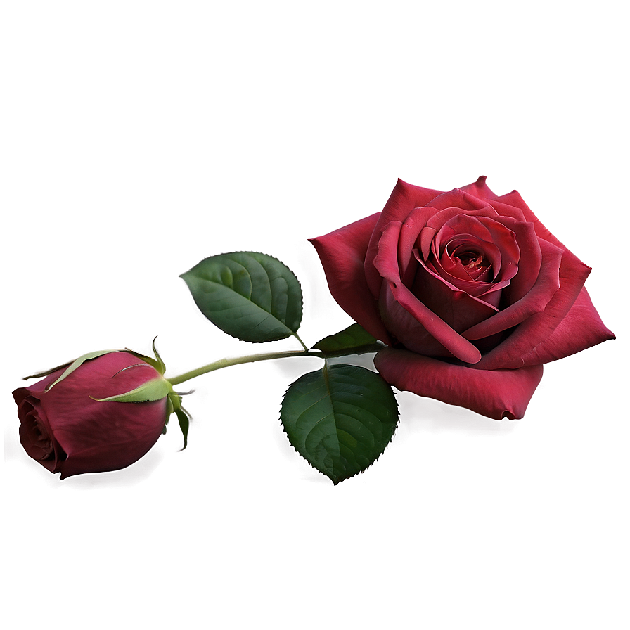 Soft Red Rose Png 05242024 PNG image