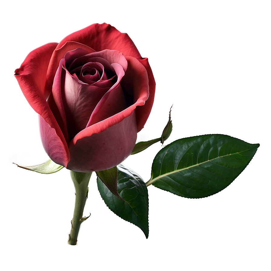 Soft Red Rose Png Qjr PNG image