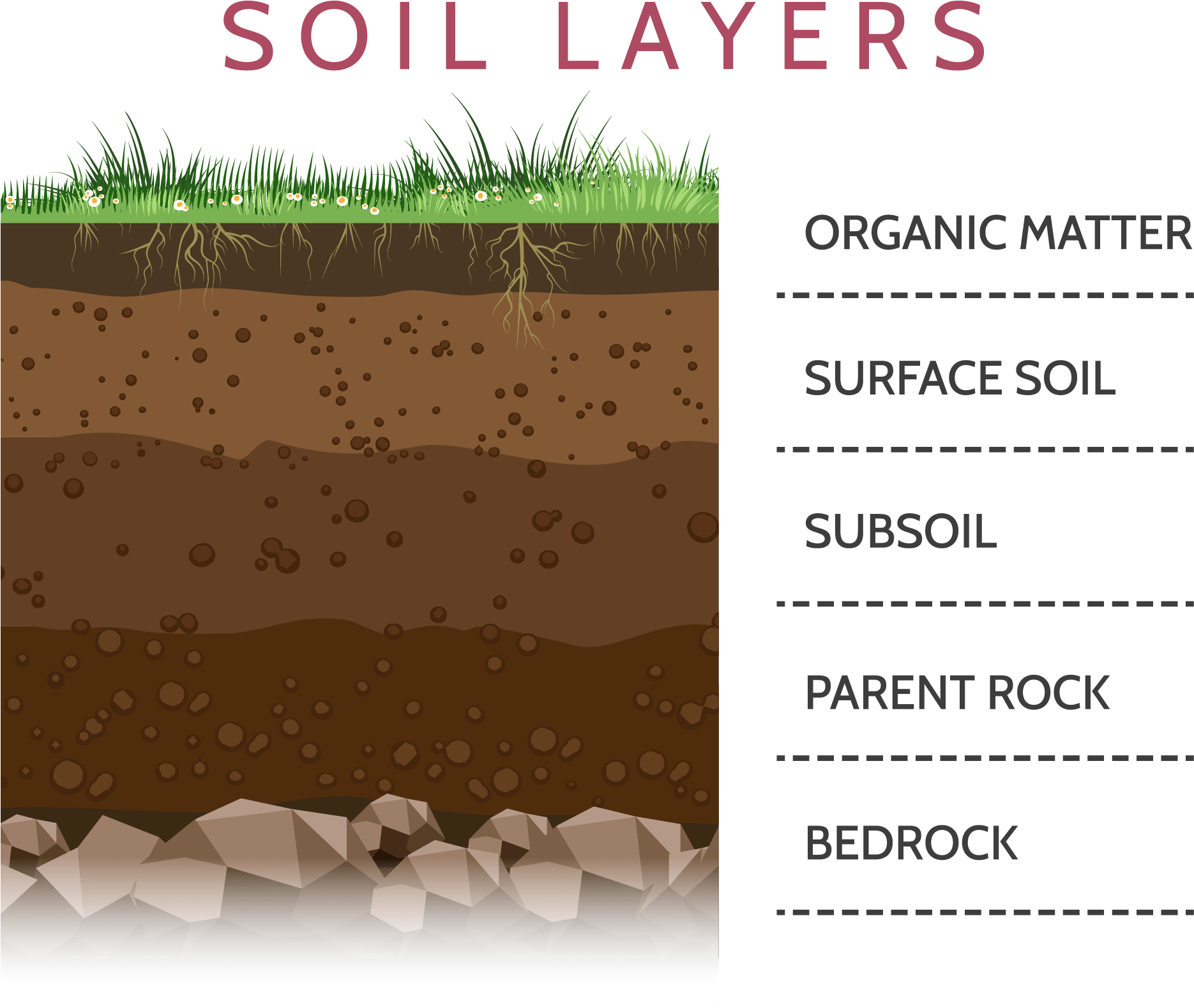 Soil_ Layers_ Educational_ Diagram PNG image