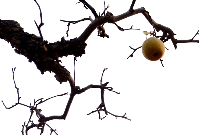 Solitary Fruiton Bare Branches.png PNG image