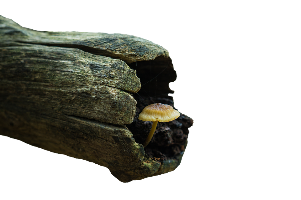 Solitary_ Mushroom_on_ Wooden_ Surface PNG image