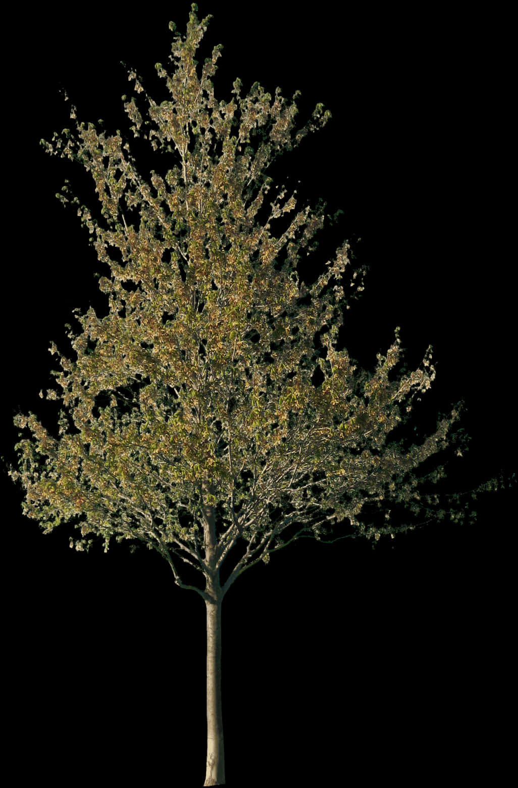 Solitary Tree Against Night Sky PNG image