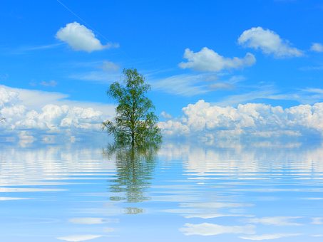 Solitary Tree Reflectingon Calm Water PNG image