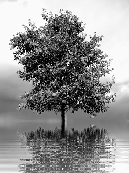 Solitary Tree Reflection Blackand White PNG image