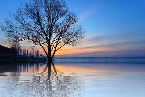 Solitary Tree Sunset Lake Reflection PNG image