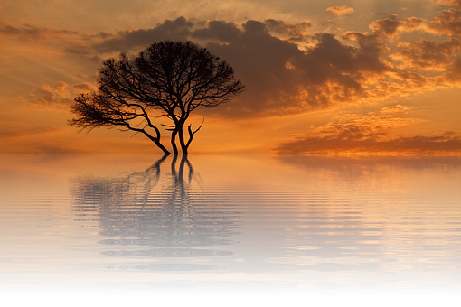 Solitary Tree Sunset Reflection PNG image