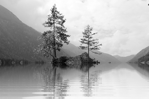 Solitary_ Trees_in_ Lake_ Monochrome PNG image