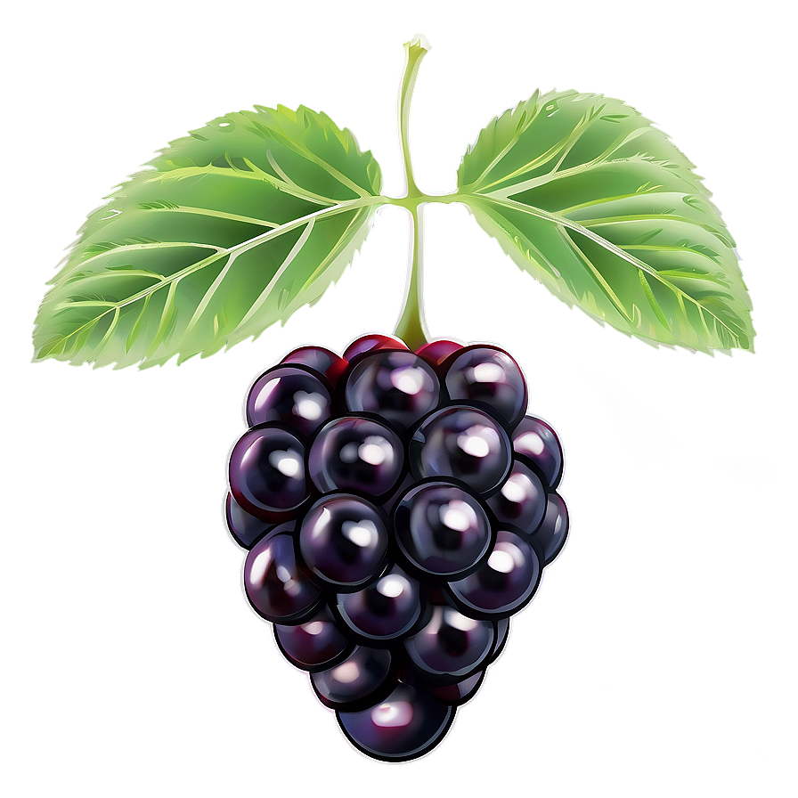 Sour Blackberry Fruit Png Snr67 PNG image