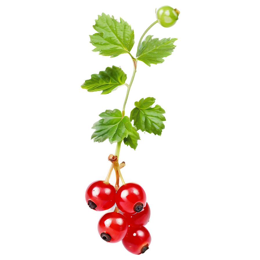 Sour Red Currant Png Ene29 PNG image