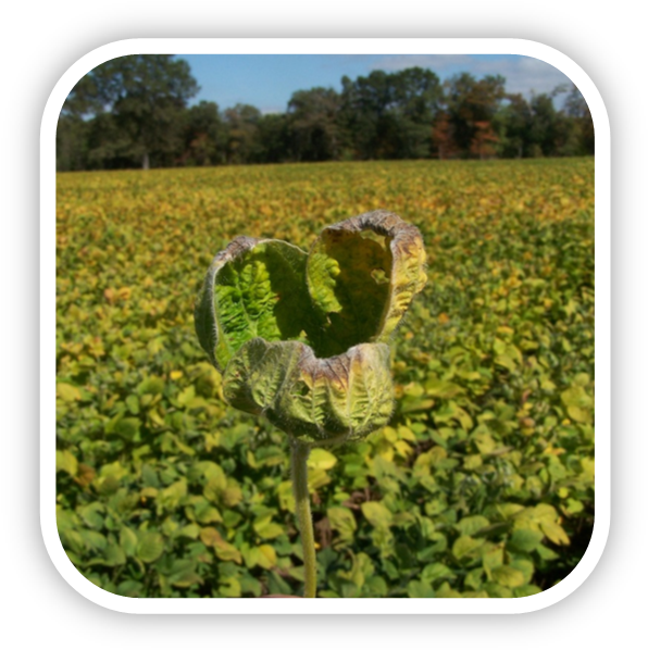 Soybean Fieldwith Curling Leaf PNG image