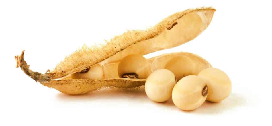 Soybean Podand Seeds PNG image