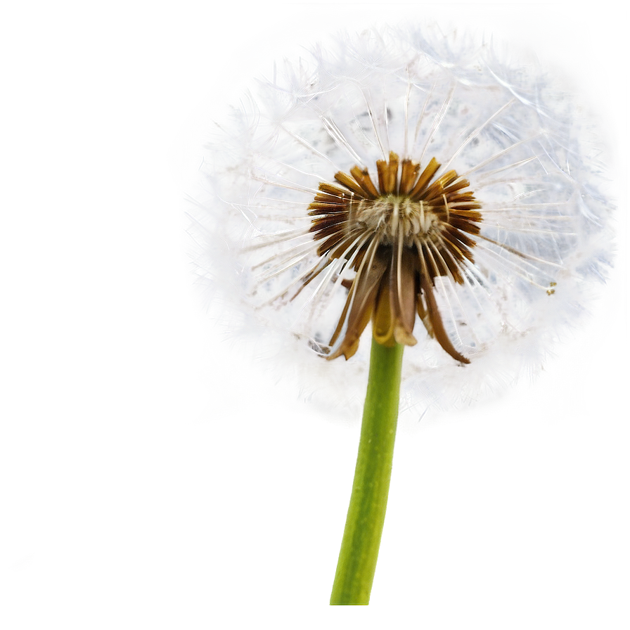 Sparkling Dandelion Png Xpp80 PNG image