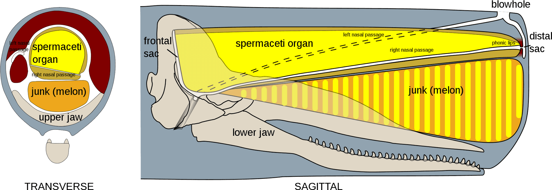 Sperm_ Whale_ Head_ Anatomy PNG image
