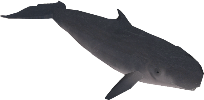 Sperm Whale Illustration PNG image