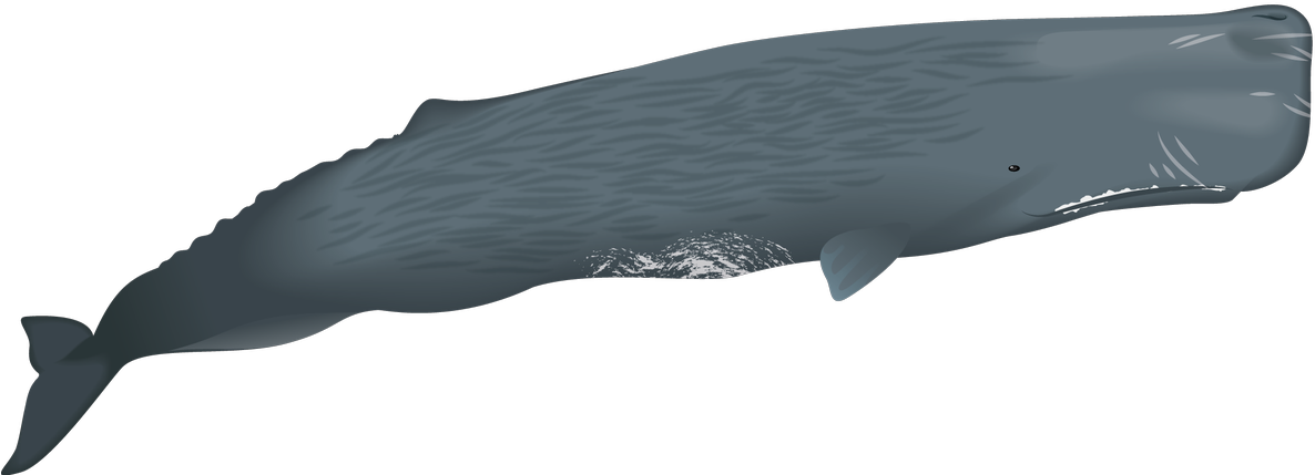 Sperm Whale Illustration PNG image