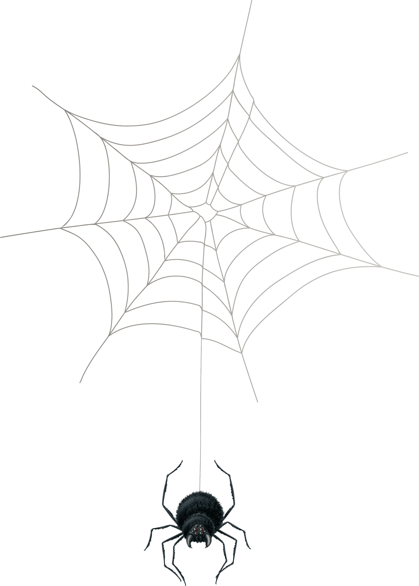Spiderand Web Silhouette PNG image
