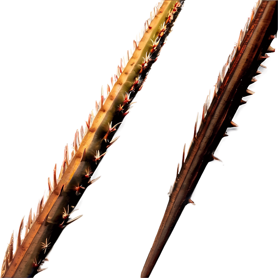 Spikes In Nature Photography Png App PNG image