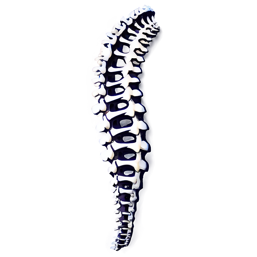 Spinal Bone Png Uhg1 PNG image