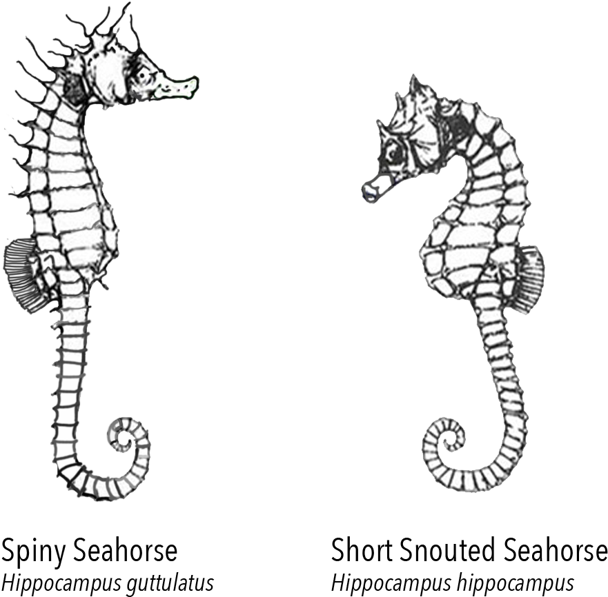 Spiny_and_ Short_ Snouted_ Seahorses_ Illustration PNG image