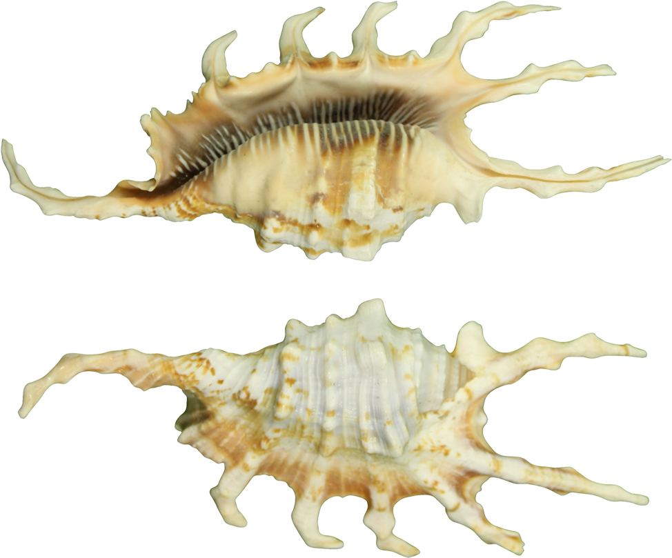 Spiny Conch Shells PNG image