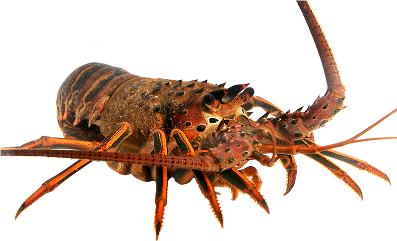 Spiny Lobster Transparent Background PNG image
